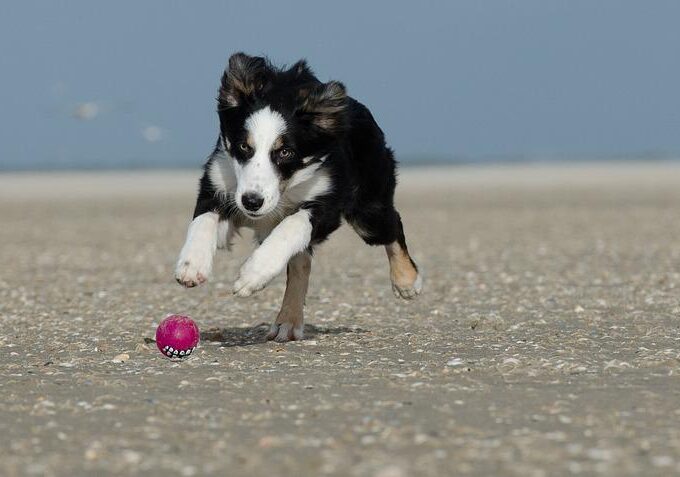 Flyball je ideální pro aktivní psy a klidné páníčky