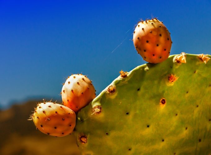 Pěstujeme exotický kaktusový fík. Jak na to?