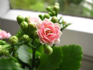 Kalanchoe do obýváku i na balkon