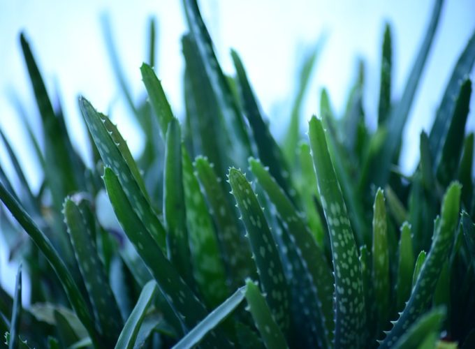 Pěstujeme zázračnou aloe vera