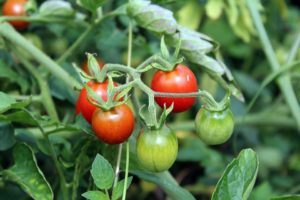 Pěstování rajčat ve fóliovníku: tipy pro zahrádkáře