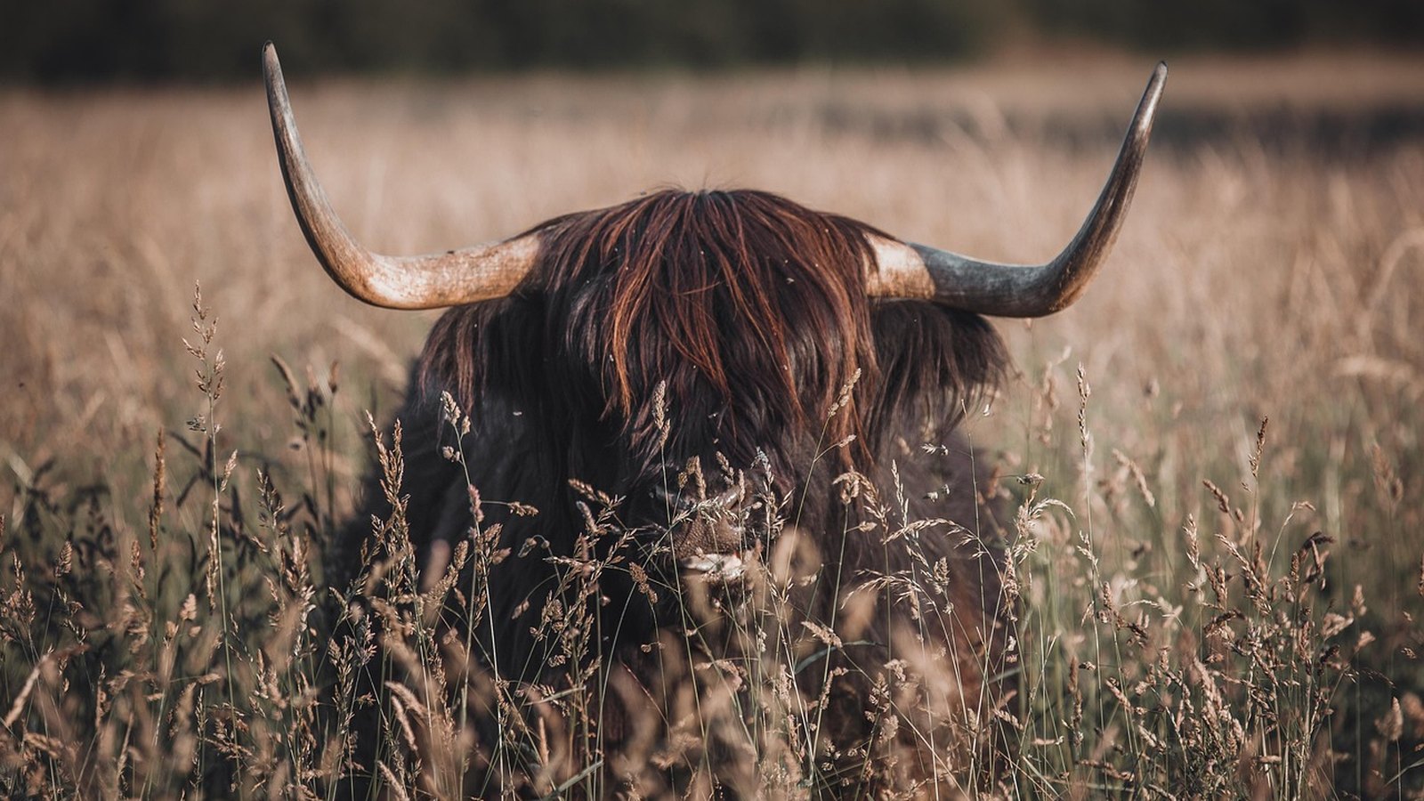 Cizinka pořadí knih: jak číst Outlander Diany Gabaldonové