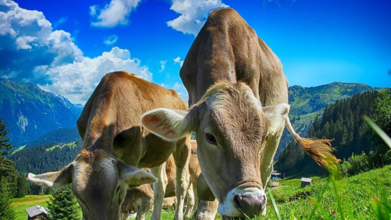 Milka: proč je kráva fialová a odkud je jméno